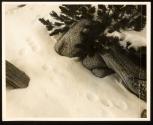 Rabbit Tracks (Anthony Lakes, Oregon)