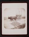 [Spanish Oxcart]