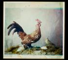 [Still life with rooster]