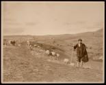 Greek shepherd - Mt. Parnassus in distance.