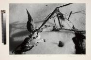 Portfolio VII, MFA Photography Program, Rochester Institute of Technology