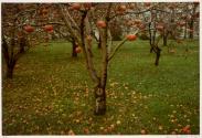 Portfolio VI, MFA Photography Program, Rochester Institute of Technology