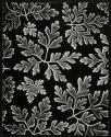 [Solarized direct projection of leaves]
