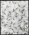 [Direct projection of milkweed seeds]