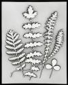 [Botanical specimens]