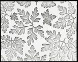 [Solarized print of leaves which were projected directly on photographic paper by means of an enlarger]