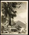[Cypress tree and rocks]