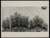 [Dendrite—an arborescent crystalline growth]