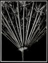 [Flower stand of wild carrot]