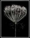 [Flower stand of wild carrot]