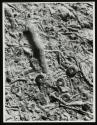 [Fossilized crinoids (sea lillies)]