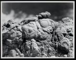 [Concretion, hardened clay or lime—cemented grains of sand]