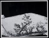 [Dendrite—foreign material intruded into a rock]