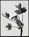 [Leaf bud of beech opening in the spring]