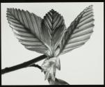 [Tulip tree leaves unfolding in the spring]