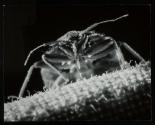 A live bedbug in its natural habitat—on a bed sheet