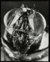 Small gray housefly