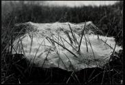 [The tent-like web of a grass spider]