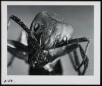 [Head of an ant]