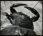 Crab