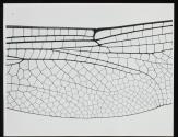 [Wing of a dragonfly]