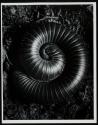 Millipede, curled up in defensive position