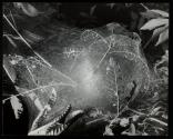 [Nest of tent caterpillar]
