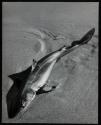 [Stranded baby sand shark]