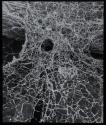 [Spider web]
