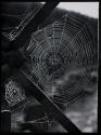 [Web of the Yellow Garden spider]