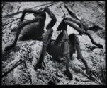 [Tarantula]
