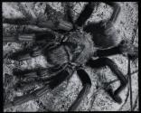 [Tarantula]