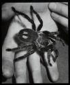 Live tarantula in Professor A. Petrunkevitch's hand, Yale University