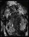 Eight-Eyed Cannibal Wolf Spider