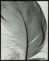Feather