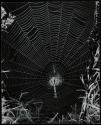 Yellow Garden Spider