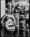 [Shrunken heads, museum exhibit]