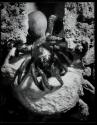 Live Trapdoor spider, holding onto hatch of its burrow