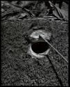 Trapdoor spider burrow - open