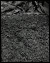 Trapdoor spider burrow - closed