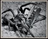 [Wolf spider killing a grasshopper]