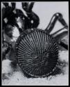 [Rear view of trapdoor spider, strongly magnified]