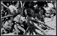 [Wolf spider hunting]