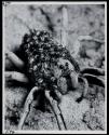 [Female wolf spider carrying her young upon its back like living fur]