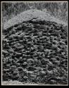 [Cross section of an anthill in Pennsylvania]