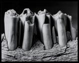 Teeth of a large, unspecified mammal, a cow or a horse
