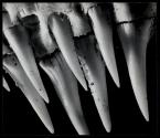 Sand Shark Teeth