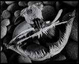 Angler fish