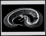 [Skeleton of a Gaboon viper]