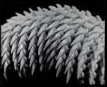 Teeth of a skate (fish)